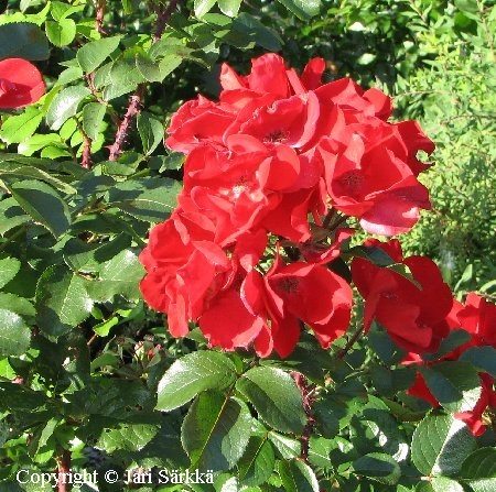 Rosa Puistoruusu-Ryhm 'Robusta'